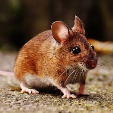 Deratizér ako odborník na účinnú ochranu pred škodcami